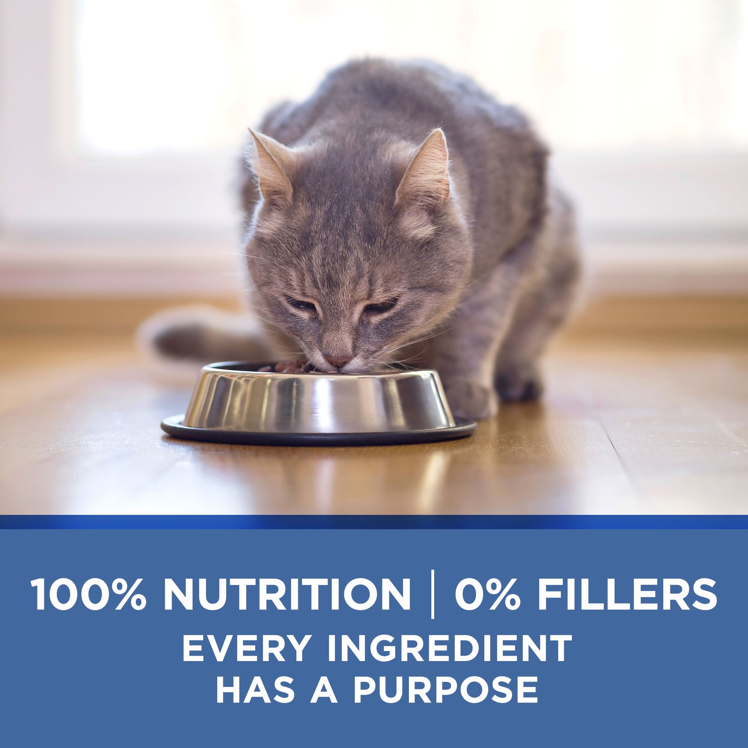 (8 pack) Purina One Indoor Advantage, Chicken & Oceanfish, Wet Cat Food for Adult Cats, 3 oz Can
