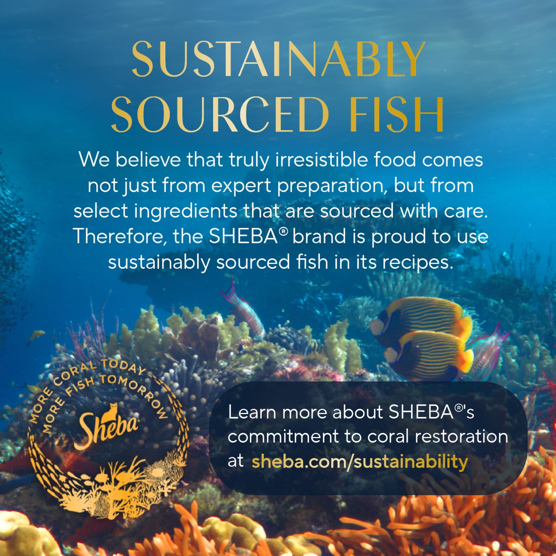 Sheba Selections Filets In Broth Chicken & Tuna Flavor Wet Cat Food Meal Complement, 1.3 Oz Cup (8 Pack)
