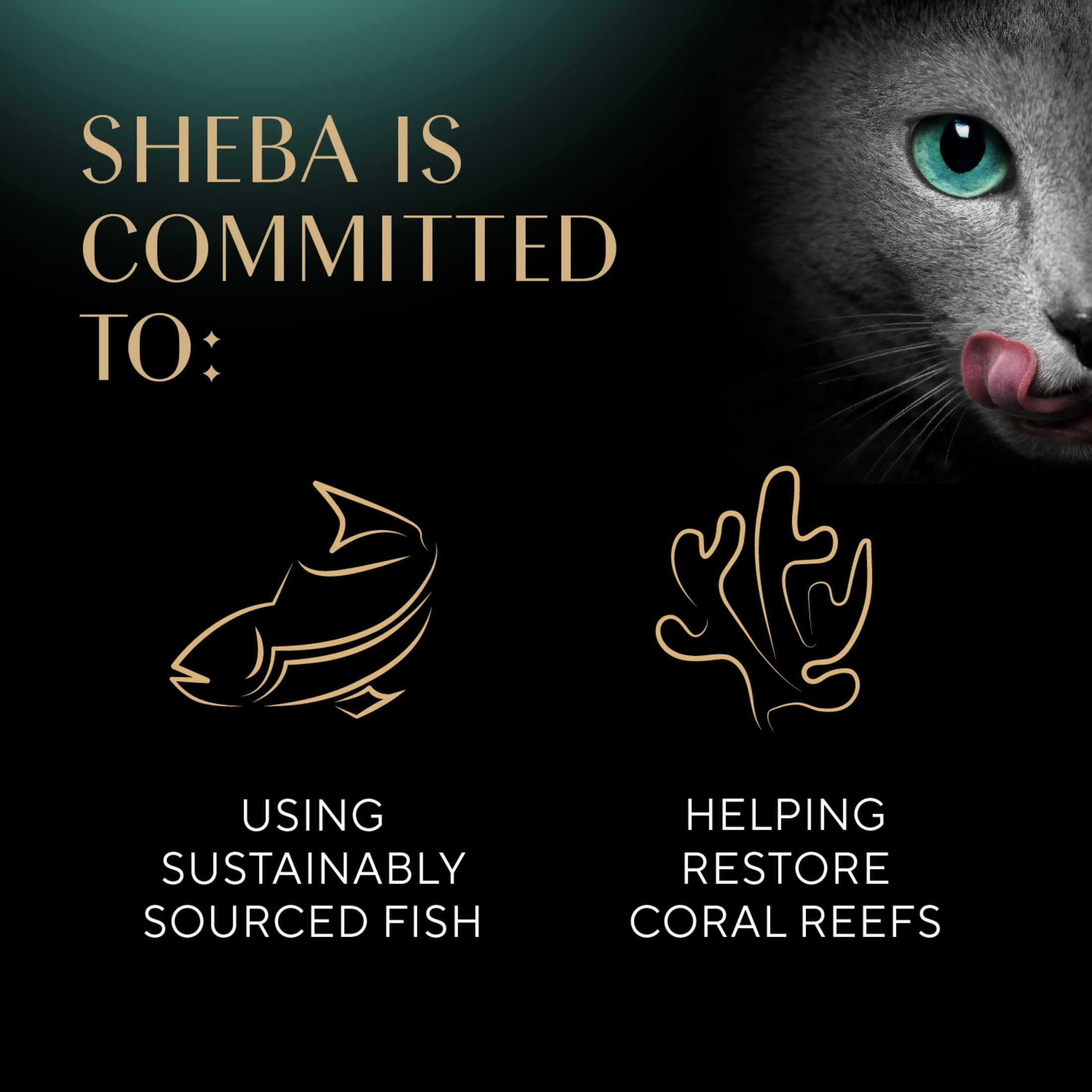 Sheba Wet Cat Food Cuts in Gravy Delicate White Fish & Tuna Entree, 2.6 oz Perfect Portions Twin-Pack Tray