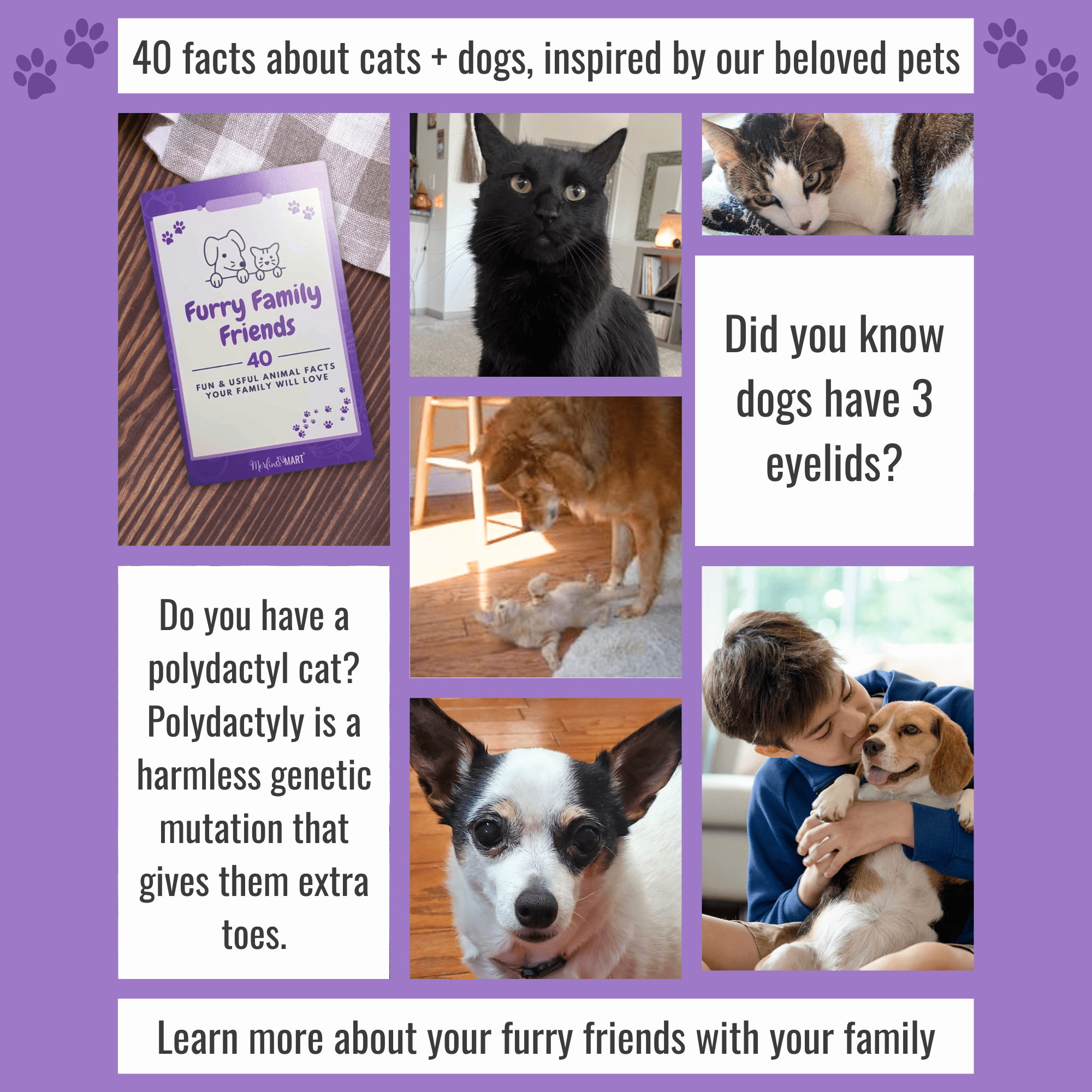 Pro Plan Focus Wet Grain Free Cat Food Sensitive Skin and Stomach Formula 2 Flavor 6 Can Sampler - (3) Each: Arctic Char Fish, Duck Entree (3 Ounces) MerlinsMart Zine + Catnip Toy