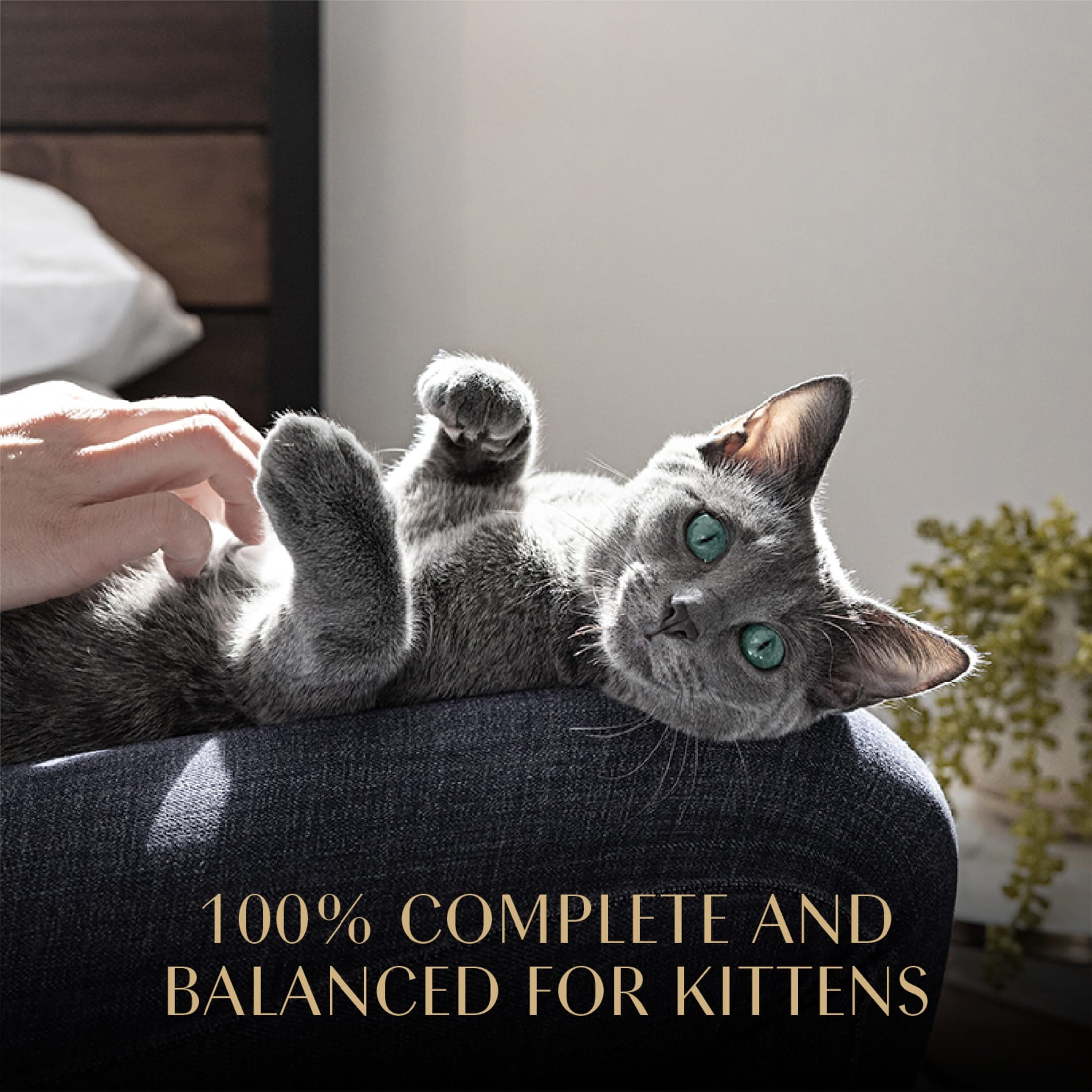 (4 pack) Sheba Perfect Portions Kitten Chicken Pate Entree Wet Cat Food, 2.6 Oz Twin-Pack Tray