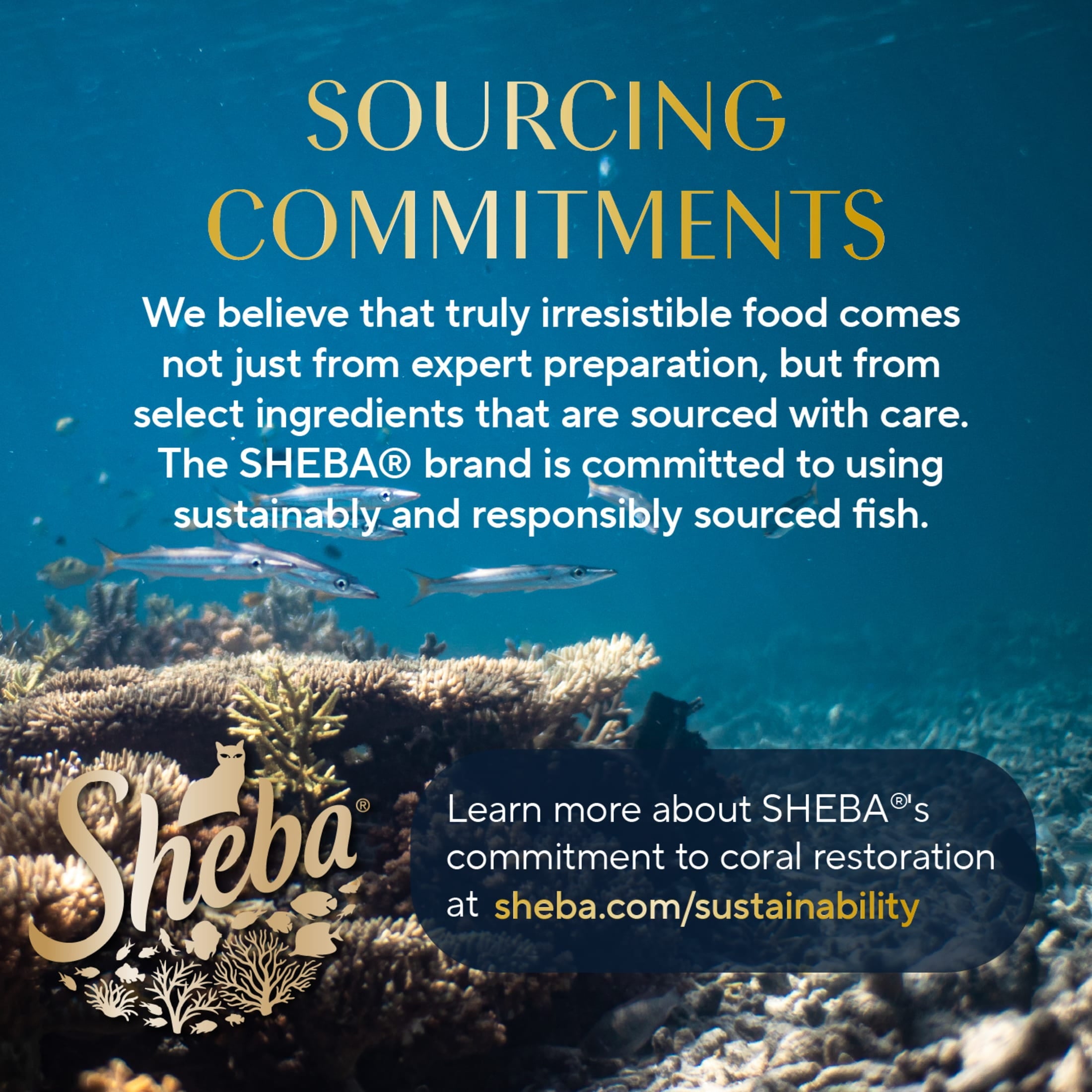 Sheba Selections Filets In Broth Chicken & Tuna Flavor Wet Cat Food Meal Complement, 1.3 Oz Cup (8 Pack)