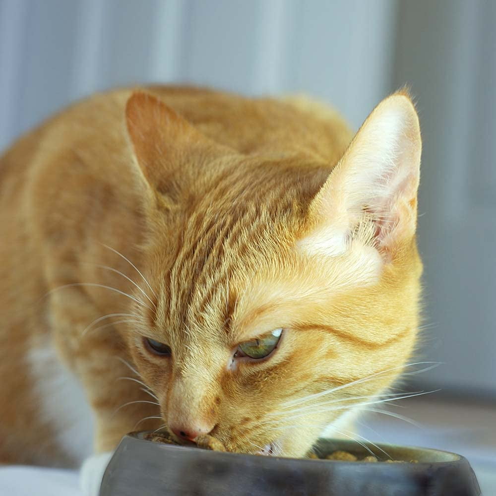 Pro Plan Focus Wet Grain Free Cat Food Sensitive Skin and Stomach Formula 2 Flavor 6 Can Sampler - (3) Each: Arctic Char Fish, Duck Entree (3 Ounces) MerlinsMart Zine + Catnip Toy
