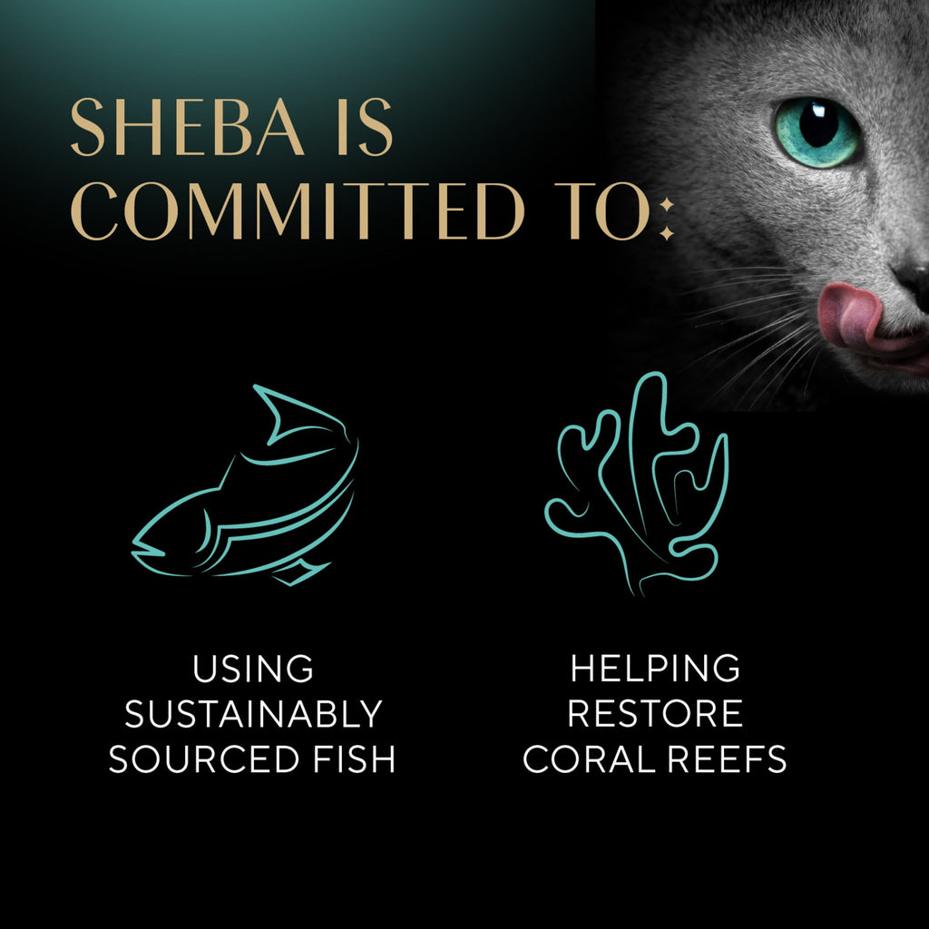 (4 pack) Sheba Perfect Portions Kitten Chicken Pate Entree Wet Cat Food, 2.6 Oz Twin-Pack Tray
