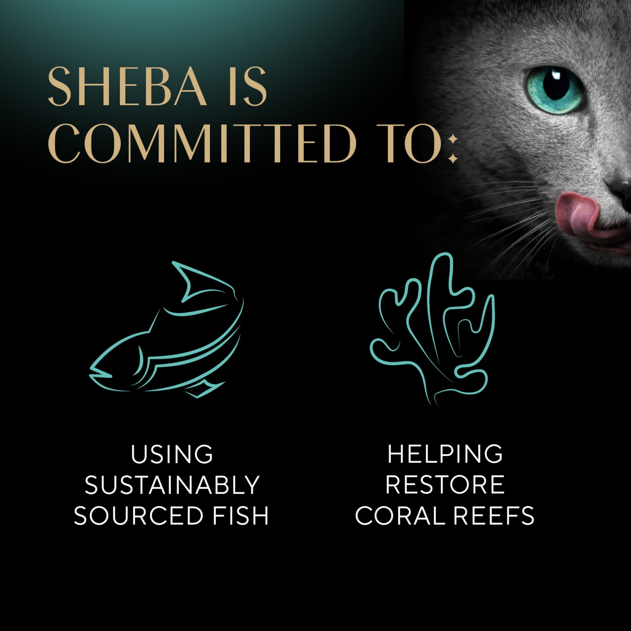 (4 pack) Sheba Perfect Portions Kitten Chicken Pate Entree Wet Cat Food, 2.6 Oz Twin-Pack Tray